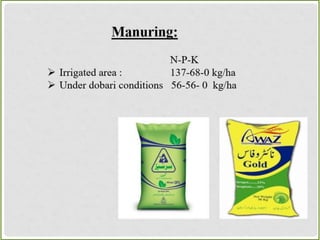 Safflower Presentation Crop Production.pptx