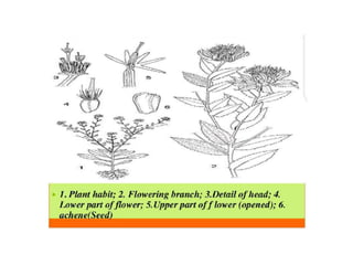 Safflower Presentation Crop Production.pptx