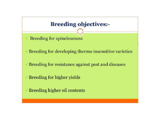 Safflower Presentation Crop Production.pptx