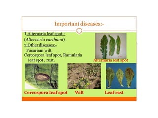 Safflower Presentation Crop Production.pptx