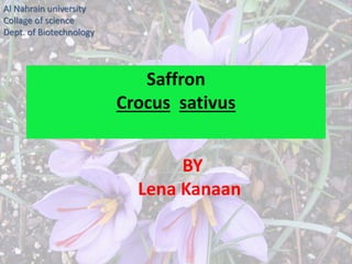 Saffron 
Crocus sativus 
Al Nahrain university 
Collage of science 
Dept. of Biotechnology 
BY 
Lena Kanaan 
 