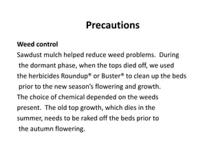 Precautions
Weed control
Sawdust mulch helped reduce weed problems. During
the dormant phase, when the tops died off, we used
the herbicides Roundup® or Buster® to clean up the beds
prior to the new season’s flowering and growth.
The choice of chemical depended on the weeds
present. The old top growth, which dies in the
summer, needs to be raked off the beds prior to
the autumn flowering.
 