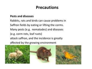 Precautions
Pests and diseases
Rabbits, rats and birds can cause problems in
Saffron fields by eating or lifting the corms.
Many pests (e.g. nematodes) and diseases
(e.g. corm rots, leaf rusts)
attack saffron, and the incidence is greatly
affected by the growing environment
 