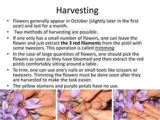 Harvesting
• Flowers generally appear in October (slightly later in the first
year) and last for a month.
• Two methods of harvesting are possible.
• If one only has a small number of flowers, one can leave the
flower and just extract the 3 red filaments from the pistil with
some tweezers. This operation is called trimming
• In the case of large quantities of flowers, one should pick the
flowers as soon as they have bloomed and then extract the red
pistils comfortably sitting around a table.
• To trim, one can use one's nails or small tools like scissors or
tweezers. Trimming the flowers must be done soon after they
are harvested to make the task easier.
• The yellow stamens and purple petals have no use.
13Muhammad Ammar 03356337082
 