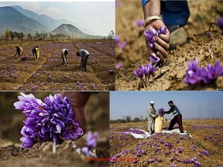 Muhammad Ammar 03356337082 14
 