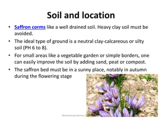 Soil and location
• Saffron corms like a well drained soil. Heavy clay soil must be
avoided.
• The ideal type of ground is a neutral clay-calcareous or silty
soil (PH 6 to 8).
• For small areas like a vegetable garden or simple borders, one
can easily improve the soil by adding sand, peat or compost.
• The saffron bed must be in a sunny place, notably in autumn
during the flowering stage
6Muhammad Ammar 03356337082
 