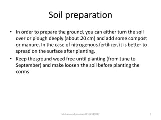 Soil preparation
• In order to prepare the ground, you can either turn the soil
over or plough deeply (about 20 cm) and add some compost
or manure. In the case of nitrogenous fertilizer, it is better to
spread on the surface after planting.
• Keep the ground weed free until planting (from June to
September) and make loosen the soil before planting the
corms
7Muhammad Ammar 03356337082
 