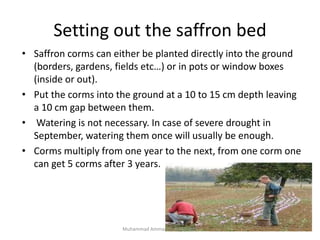 Setting out the saffron bed
• Saffron corms can either be planted directly into the ground
(borders, gardens, fields etc…) or in pots or window boxes
(inside or out).
• Put the corms into the ground at a 10 to 15 cm depth leaving
a 10 cm gap between them.
• Watering is not necessary. In case of severe drought in
September, watering them once will usually be enough.
• Corms multiply from one year to the next, from one corm one
can get 5 corms after 3 years.
8Muhammad Ammar 03356337082
 