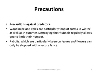 Precautions
• Precautions against predators
• Wood mice and voles are particularly fond of corms in winter
as well as in summer. Destroying their tunnels regularly allows
one to limit their number.
• Rabbits, which are particularly keen on leaves and flowers can
only be stopped with a secure fence.
9Muhammad Ammar 03356337082
 