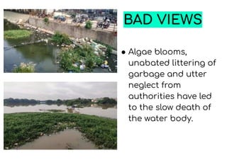 BAD VIEWS
● Algae blooms,
unabated littering of
garbage and utter
neglect from
authorities have led
to the slow death of
the water body.
 
