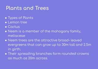 Plants and Trees
● Types of Plants
● Lemon tree
● Cactus
● Neem is a member of the mahogany family,
meliaceae
● Neem trees are the attractive broad- leaved
evergreens that can grow up to 30m tall and 2.5m
in girth.
● Their spreading branches form rounded crowns
as much as 20m across.
 