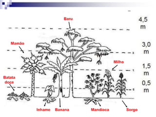 Sorgo
Milho
MandiocaBananaInhame
Mamão
Batata
doce
Baru
 