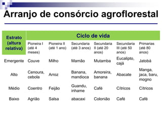 Estrato
(altura
relativa)
Ciclo de vida
Pioneira I
(até 4
meses)
Pioneira II
(até 1 ano)
Secundaria
(até 3 anos)
Secundaria
II (até 20
anos)
Secundaria
III (até 50
anos)
Primarias
(até 80
anos)
Emergente Couve Milho Mamão Mutamba
Eucalipto,
cajá
Jatobá
Alto
Cenoura,
cebola
Arroz
Banana,
mandioca
Amoreira,
banana
Abacate
Manga,
jaca, baru,
mogno
Médio Coentro Feijão
Guandu,
inhame
Café Cítricos Cítricos
Baixo Agrião Salsa abacaxi Colonião Café Café
Arranjo de consórcio agroflorestal
 