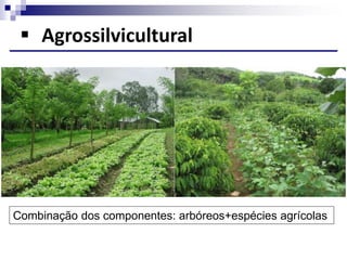  Agrossilvicultural
Combinação dos componentes: arbóreos+espécies agrícolas
 