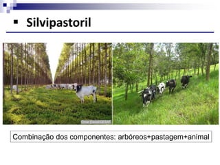  Silvipastoril
Combinação dos componentes: arbóreos+pastagem+animal
 