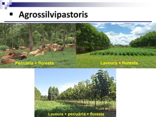  Agrossilvipastoris
Pecuária + floresta Lavoura + floresta
Lavoura + pecuária + floresta
 