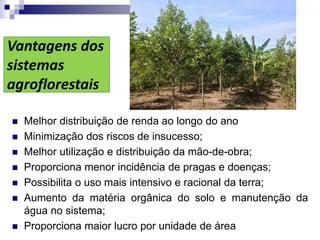 Vantagens dos
sistemas
agroflorestais
 Melhor distribuição de renda ao longo do ano
 Minimização dos riscos de insucesso;
 Melhor utilização e distribuição da mão-de-obra;
 Proporciona menor incidência de pragas e doenças;
 Possibilita o uso mais intensivo e racional da terra;
 Aumento da matéria orgânica do solo e manutenção da
água no sistema;
 Proporciona maior lucro por unidade de área
 