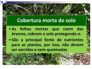 Cobertura morta do solo
•As folhas mortas que caem das
árvores, cobrem o solo protegendo-o.
•São a principal fonte de nutrientes
para as plantas, por isso, não devem
ser varridas e nem queimadas
 