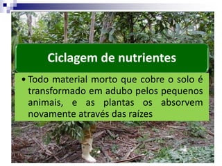 Ciclagem de nutrientes
• Todo material morto que cobre o solo é
transformado em adubo pelos pequenos
animais, e as plantas os absorvem
novamente através das raízes
 