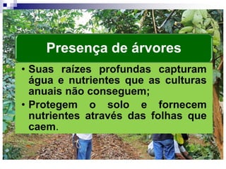 Presença de árvores
• Suas raízes profundas capturam
água e nutrientes que as culturas
anuais não conseguem;
• Protegem o solo e fornecem
nutrientes através das folhas que
caem.
 