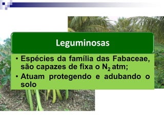 Leguminosas
• Espécies da família das Fabaceae,
são capazes de fixa o N2 atm;
• Atuam protegendo e adubando o
solo
 
