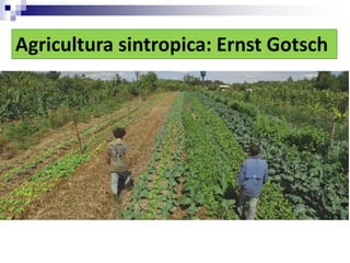 Agricultura sintropica: Ernst Gotsch
 