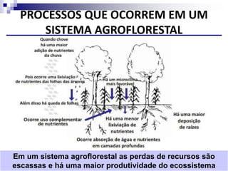 PROCESSOS QUE OCORREM EM UM
SISTEMA AGROFLORESTAL
Em um sistema agroflorestal as perdas de recursos são
escassas e há uma maior produtividade do ecossistema
 