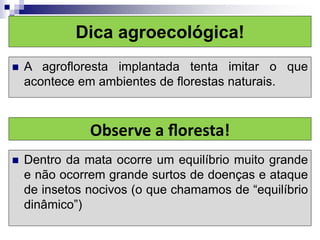Dica agroecológica!
 A agroﬂoresta implantada tenta imitar o que
acontece em ambientes de ﬂorestas naturais.
Observe a ﬂoresta!
 Dentro da mata ocorre um equilíbrio muito grande
e não ocorrem grande surtos de doenças e ataque
de insetos nocivos (o que chamamos de “equilíbrio
dinâmico”)
 
