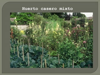 Huerto casero mixto
 