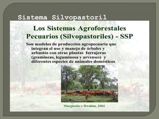 Sistema Silvopastoril
 