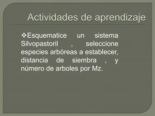 Esquematice un sistema
Silvopastoril , seleccione
especies arbóreas a establecer,
distancia de siembra , y
número de arboles por Mz.
 