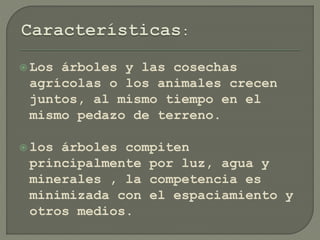  Los árboles y las cosechas
agrícolas o los animales crecen
juntos, al mismo tiempo en el
mismo pedazo de terreno.
 los árboles compiten
principalmente por luz, agua y
minerales , la competencia es
minimizada con el espaciamiento y
otros medios.
 