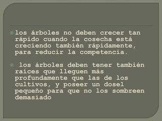  los árboles no deben crecer tan
rápido cuando la cosecha está
creciendo también rápidamente,
para reducir la competencia.
 los árboles deben tener también
raíces que lleguen más
profundamente que las de los
cultivos, y poseer un dosel
pequeño para que no los sombreen
demasiado
 