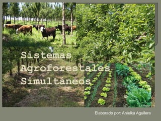 Sistemas
Agroforestales
Simultáneos
Elaborado por: Anielka Aguilera
 