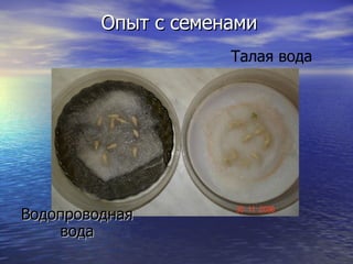 Опыт с семенами Водопроводная вода Талая вода 