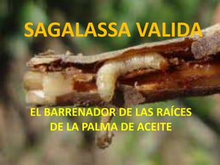 SAGALASSA VALIDA
EL BARRENADOR DE LAS RAÍCES
DE LA PALMA DE ACEITE
 
