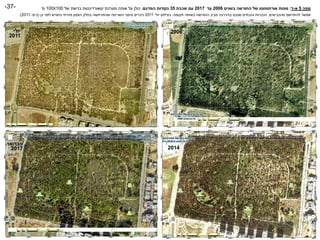 ‫פברואר‬
2017 2014
‫יולי‬
2011
2006
‫מפה‬5‫א‬-‫ד‬:‫מפות‬‫אורתופוטו‬‫בשנים‬ ‫החורשה‬ ‫של‬2006‫עד‬2017‫שכבת‬ ‫עם‬35‫המדגם‬ ‫נקודות‬.‫של‬ ‫ברשת‬ ‫קואורדינטות‬ ‫מערכת‬ ‫אותה‬ ‫על‬ ‫כולן‬100X100‫מ‬'
‫מהכבישים‬ ‫להתרשם‬ ‫אפשר‬,‫תקופה‬ ‫באותה‬ ‫החורשה‬ ‫סביב‬ ‫בהדרגה‬ ‫שנבנו‬ ‫והבתים‬ ‫הככרות‬.‫יולי‬ ‫בצילום‬2011‫כן‬ ‫לפני‬ ‫כחודש‬ ‫מזרחי‬ ‫הצפון‬ ‫בחלק‬ ‫שהתרחשה‬ ‫השריפה‬ ‫סימני‬ ‫ניכרים‬(‫ביוני‬2011.)
-37-
 