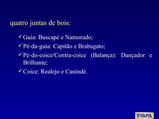 quatro juntas de bois: Guia: Buscapé e Namorado; Pé-da-guia: Capitão e Brabagato; Pé-do-coice/Contra-coice (Balança): Dançador e Brilhante; Coice: Realejo e Canindé. 