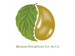Bosques Energéticos S.A. de C.V. 