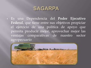 SAGARPA<br /><ul><li>Es una Dependencia del Poder Ejecutivo Federal, que tiene entre sus objetivos propiciar el ejercicio...