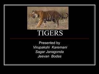 TIGERS Presented by Virupakshi  Karemani Sagar Janagonda Jeevan  Bodas 