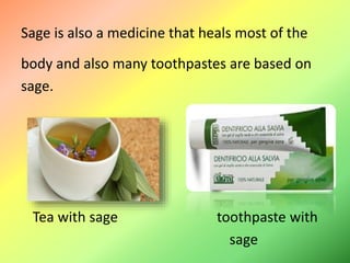 Sage is also a medicine that heals most of the
body and also many toothpastes are based on
sage.
Tea with sage toothpaste with
sage