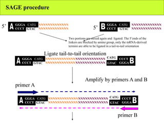 SAGE procedure
GTAC
CATGGGGA
CCCT
NNNNNNNNNNNNN
NNNNNNNNNNNNN
CATGGGGA
CCCT
NNNNNNNNNNNNN
NNNNNNNNNNNNNGTAC
5’ 5’
Ligate tail-to-tail orientation
GTAC
CATGGGGA
CCCT
NNNNNNNNNNNNN
NNNNNNNNNNNNN
CATG CCCT
GGGA
NNNNNNNNNNNNN
NNNNNNNNNNNNN
Amplify by primers A and B
GTAC
CATGGGGA
CCCT
NNNNNNNNNNNNN
NNNNNNNNNNNNN
NNNNNNNNNNNNN
NNNNNNNNNNNNN
primer A
primer B
GTAC
CATG CCCT
GGGAGTAC
Two portions are mixed again and ligated. The 5’ends of the
linkers are blocked by amino group, only the mRNA-derived
termini are able to be ligated in a tail-to-tail orientation
 