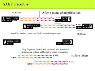 SAGE procedure
After 1 round of amplification
GTAC
CATGGGGA
CCCT
NNNNNNNNNNNNN
NNNNNNNNNNNNN
NNNNNNNNNNNNN
NNNNNNNNNNNNN
GTAC
CATGGGGA
CCCT
NNNNNNNNNNNNN
NNNNNNNNNNNNN
NNNNNNNNNNNNN
NNNNNNNNNNNNN
AE RE site
AE RE site
NNNNNNNNNNNNN
NNNNNNNNNNNNN
NNNNNNNNNNNNN
NNNNNNNNNNNNNGTAC
CATG
CATGGGGA
CCCT
CATG CCCT
GGGA
CATG CCCT
GGGA
GTAC
GTAC
GTAC
CCCT
GGGAGTAC
NNNNNNNNNNNNN
NNNNNNNNNNNNN
NNNNNNNNNNNNN
NNNNNNNNNNNNNGTAC
CATG
Isolate ditags
Amplified product cleaved by NlaIII, an anchoring enzyme
Ditag fragments flanked both ends with NlaIII cohesive
terminus are isolated and ligated to obtain concatemers
 