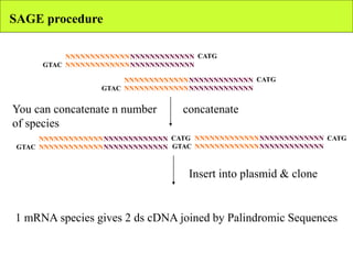 SAGE procedure
NNNNNNNNNNNNN
NNNNNNNNNNNNN
NNNNNNNNNNNNN
NNNNNNNNNNNNNGTAC
CATG
NNNNNNNNNNNNN
NNNNNNNNNNNNN
NNNNNNNNNNNNN
NNNNNNNNNNNNNGTAC
concatenate
NNNNNNNNNNNNN
NNNNNNNNNNNNN
NNNNNNNNNNNNN
NNNNNNNNNNNNNGTAC
CATG NNNNNNNNNNNNN
NNNNNNNNNNNNN
NNNNNNNNNNNNN
NNNNNNNNNNNNNGTAC
Insert into plasmid & clone
CATG
CATG
You can concatenate n number
of species
1 mRNA species gives 2 ds cDNA joined by Palindromic Sequences
 