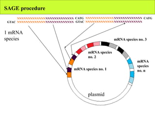 SAGE procedure
NNNNNNNNNNNNN
NNNNNNNNNNNNN
NNNNNNNNNNNNN
NNNNNNNNNNNNNGTAC
CATG NNNNNNNNNNNNN
NNNNNNNNNNNNN
NNNNNNNNNNNNN
NNNNNNNNNNNNNGTAC
CATG
1 mRNA
species
mRNA species no. 1
mRNA species
no. 2
mRNA species no. 3
mRNA
species
no. n
plasmid
 