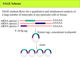 SAGE Scheme
SAGE method allows for a quantitative and simultaneous analysis of
a large number of transcripts in any particular cells or tissues
mRNA species 1
mRNA species 2
mRNA species 3
9–10 bp tag
AAAAA
AAAAA
AAAAA
clone
Extract tags ,concatenate in plasmid
 