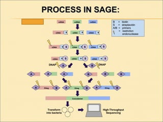 PROCESS IN SAGE:PROCESS IN SAGE:
 