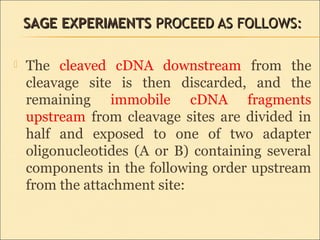 SAGESAGE EXPERIMENTSEXPERIMENTS PROCEED AS FOLLOWS:PROCEED AS FOLLOWS:
 The  cleaved  cDNA  downstream  from  the 
cleavage  site  is  then  discarded,  and  the 
remaining  immobile  cDNA  fragments 
upstream  from  cleavage  sites  are  divided  in 
half  and  exposed  to  one  of  two  adapter 
oligonucleotides  (A  or  B)  containing  several 
components in the following order upstream 
from the attachment site: 
 