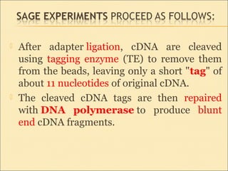  After adapter ligation, cDNA are cleaved
using tagging enzyme (TE) to remove them
from the beads, leaving only a short "tag" of
about 11 nucleotides of original cDNA.
 The cleaved cDNA tags are then repaired
with DNA polymerase to produce blunt
end cDNA fragments.
 
